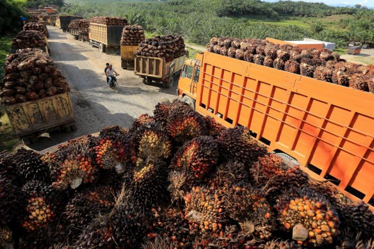 Perkembangan Mutakhir Industri Sawit Indonesia Apa Iya Industri Sawit Tak Berkontribusi Bagi