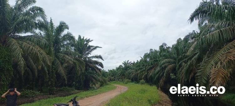 Petani Minta Tak Dipersulit Akses Program Sarpras BPDPKS