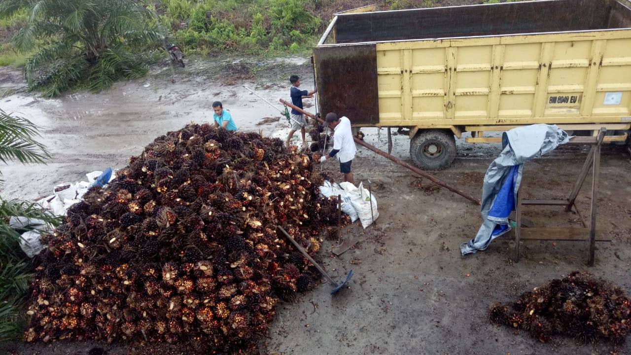 Harga TBS di Riau Turun Lagi