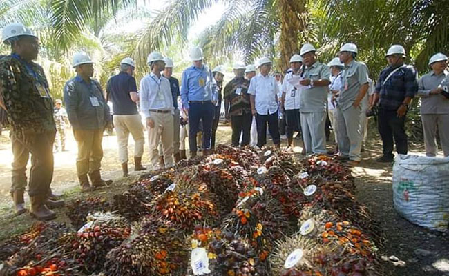 Delegasi Uni Eropa Kunjungi PTPN V, Buktikan Sawit Ramah Lingkungan