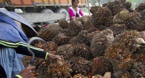 Lewat WTO, Indonesia Siap Lawan Uni Eropa Soal Kelapa Sawit