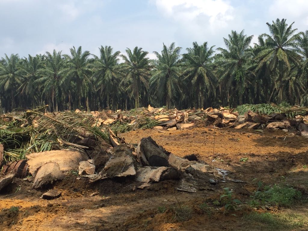 Saat Petani Galau Menunggu Duit PSR