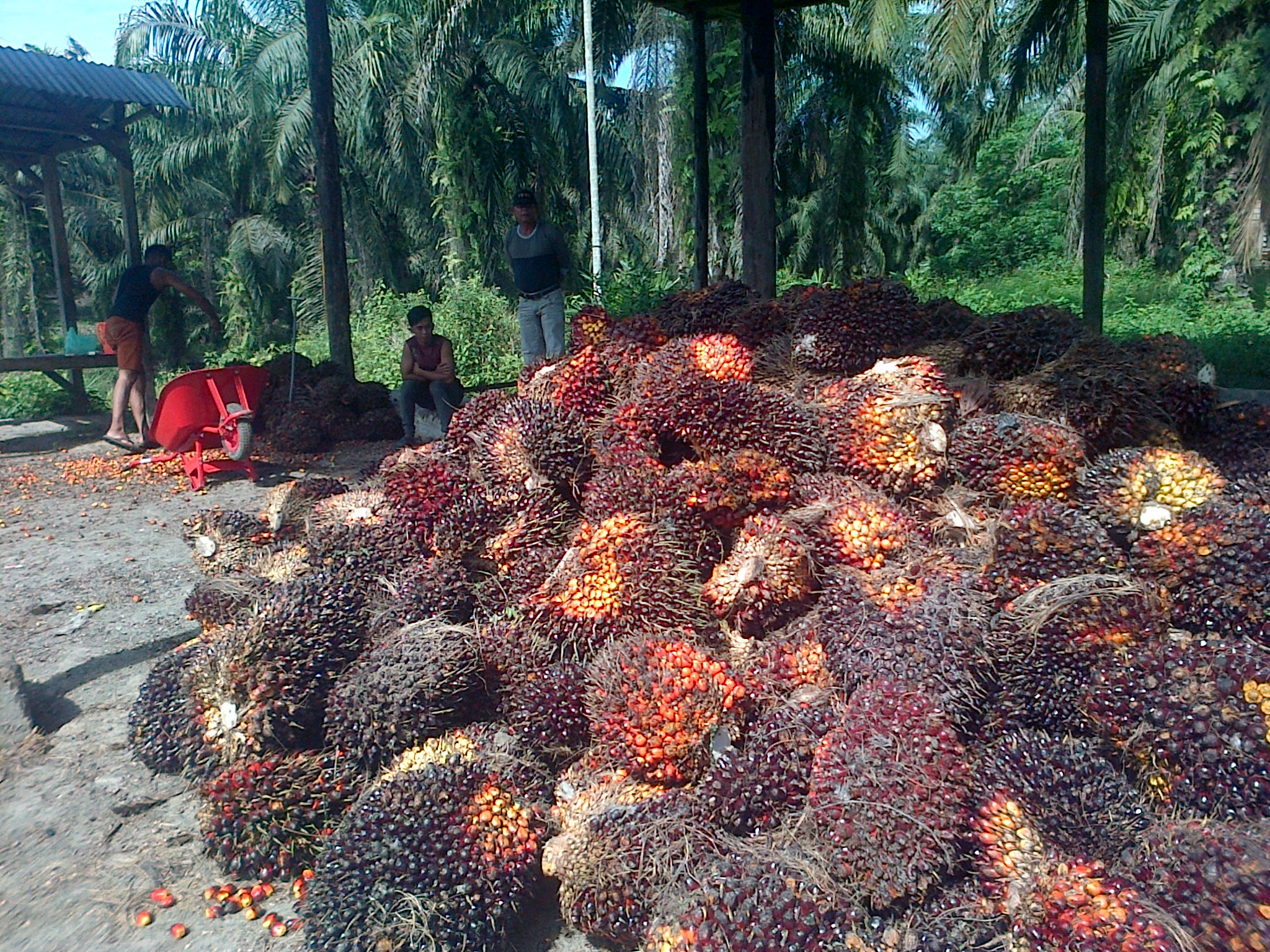 Tentang Nasib Petani Sawit