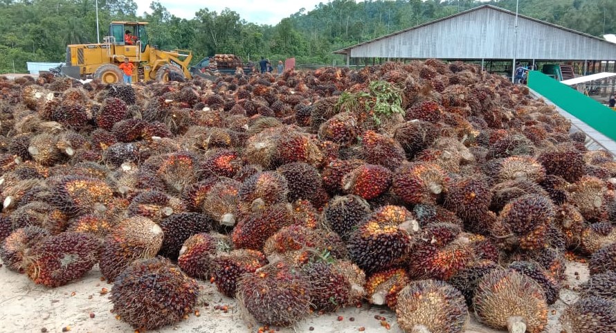 Saban Jual TBS, Segini Duit Petani Yang Lenyap