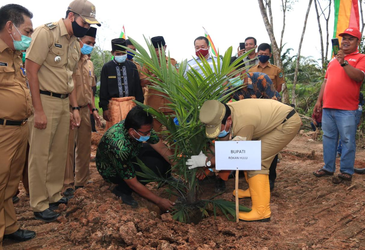 Penanaman Sawit Perdana Milik Desa Rambah