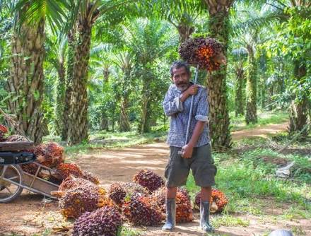 64 Persen Petani Kelapa Sawit Indonesia Lulusan SD