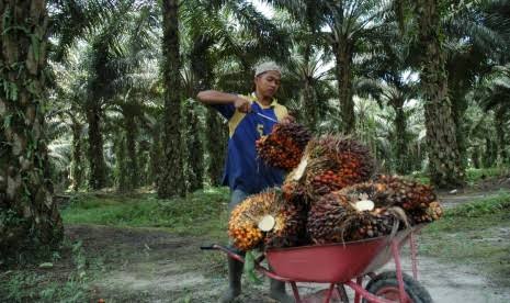 Karet dan Sawit Komoditi Unggulan di Kuansing