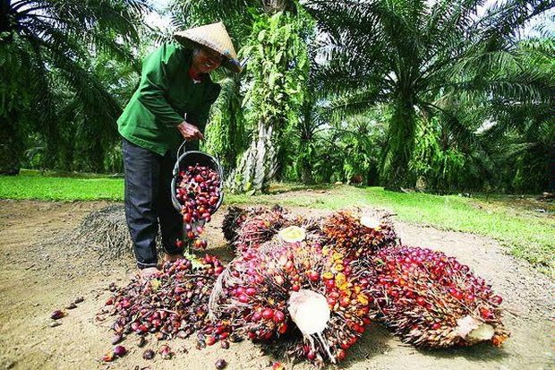 Harga TBS Sawit Riau Naik, Ikuti CPO