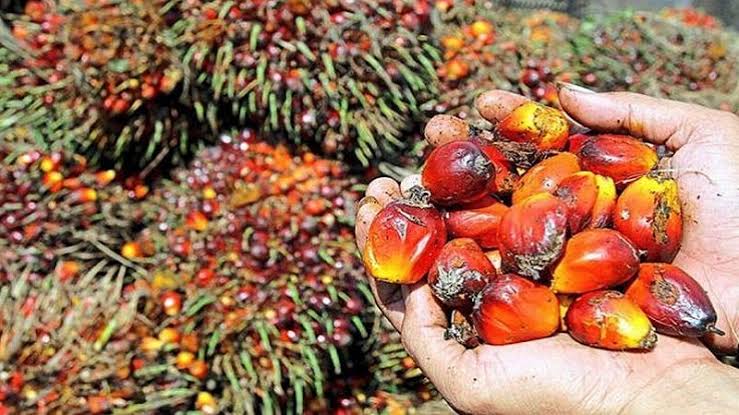 Sempat Naik, Harga Sawit Kini Turun Jadi Rp2.174,31 per Kilo