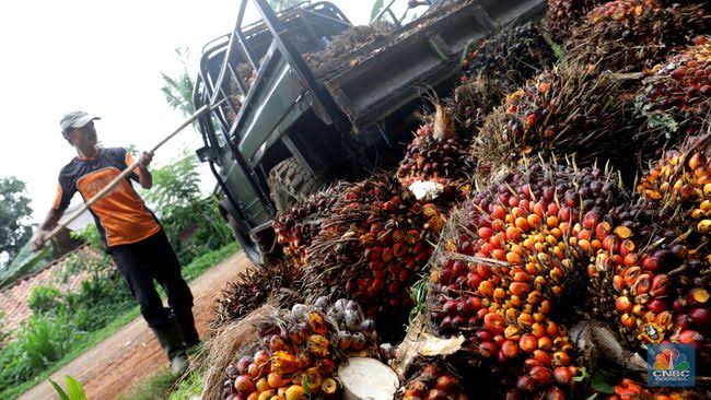 Harga Sawit di Riau Pekan Ini Turun