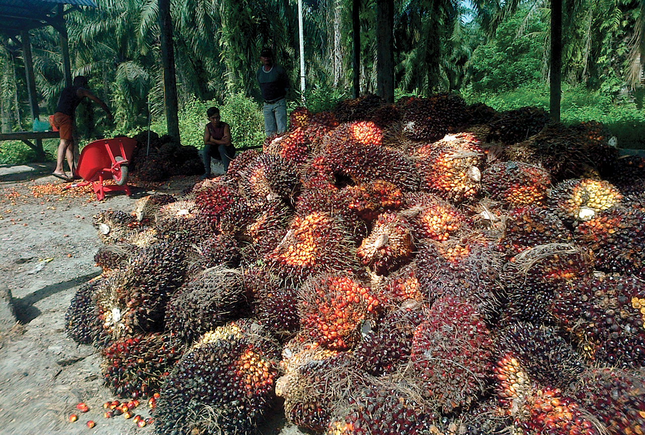 Tentang Melong dan Tenggat Seminggu 