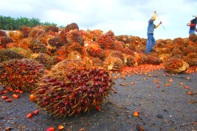 Harga TBS Sawit Riau Naik, Ini Penyebabnya