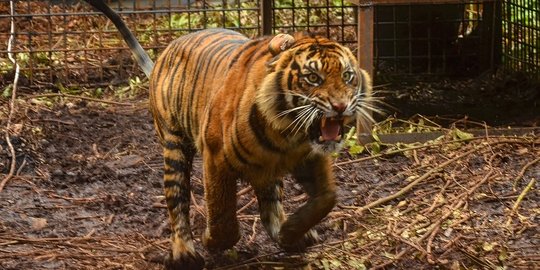 2 Harimau Milik Kebun Binatang Lepas dan Berkeliaran