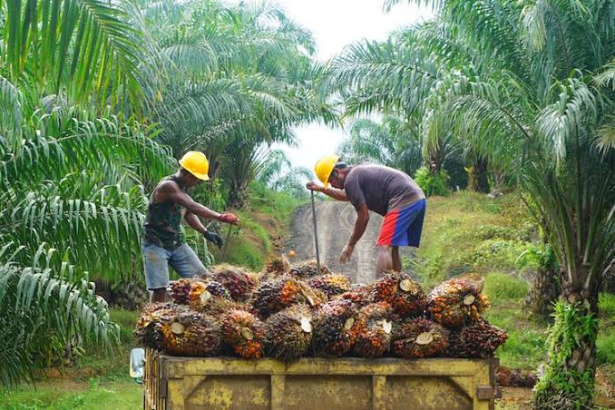 Harga Sawit di Riau Naik Menjadi Rp2.172 per Kilogram