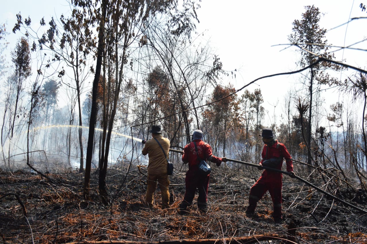 Cagar Biosfer di Bengkalis Terbakar 100 Hektare