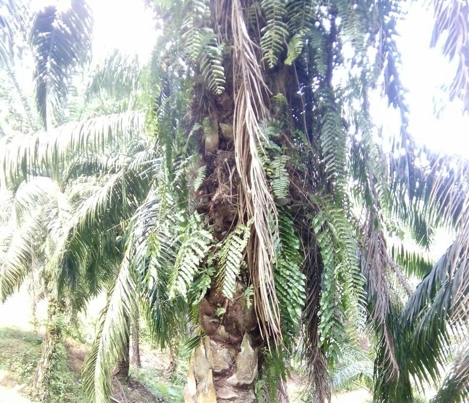 Petani Ini Puyeng Dibikin Aturan 