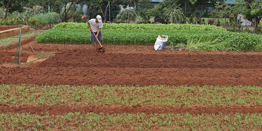 Pupuk Subsidi Digelapkan, Petani di Bogor Menderita