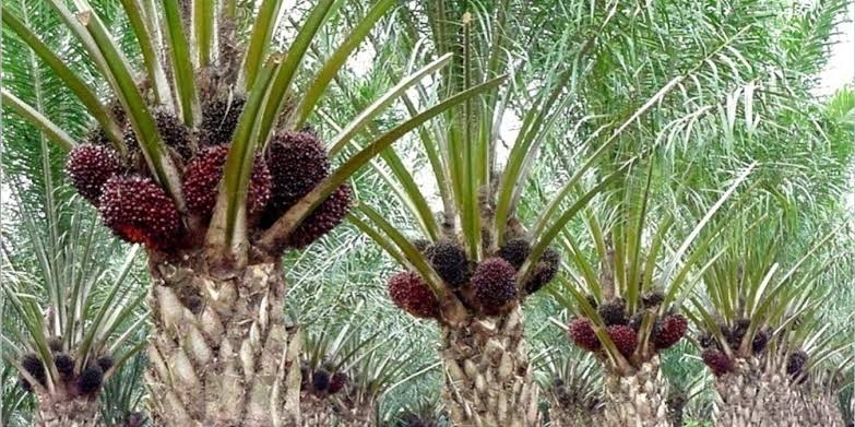 Sawit Mahal, Penjualan Mobil di Aceh Singkil Laris Manis