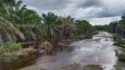 Diduga Gegara PT Fajar, Ratusan Hektare Kebun Warga Cot Mee Aceh Tergenang Air