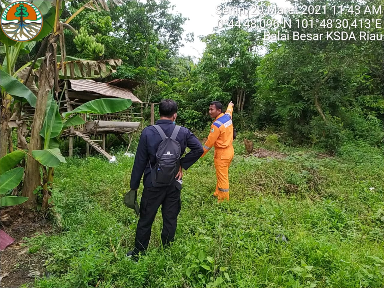 Dua Ekor Beruang Madu Masuk Permukiman Warga Siak