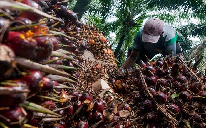 Petani Agam Bergairah, Harga Sawit Rp1.700/Kg