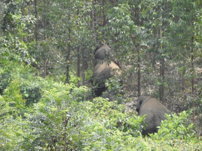 17 Ekor Gajah Liar Masuk Kebun Warga Kuansing