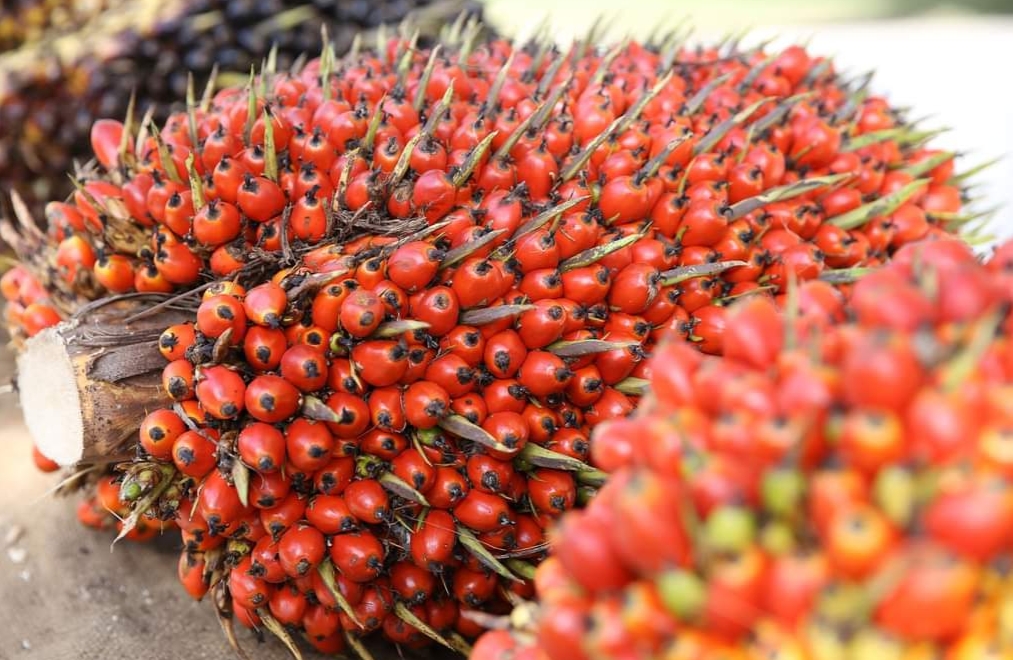 Petani Mukomuko kembali Bergairah, Harga Sawit Naik Lagi