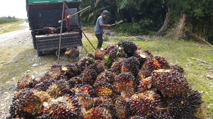 Harga Sawit di Aceh Selatan Mulai Naik, Segini per Kilogram