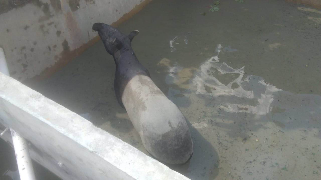 Satwa Tapir Terjebak di Kolam Warga Pekanbaru