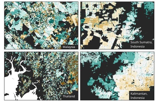 IIASA Bikin Peta Sawit Asia Tenggara, Bisa Deteksi Umur Tanaman