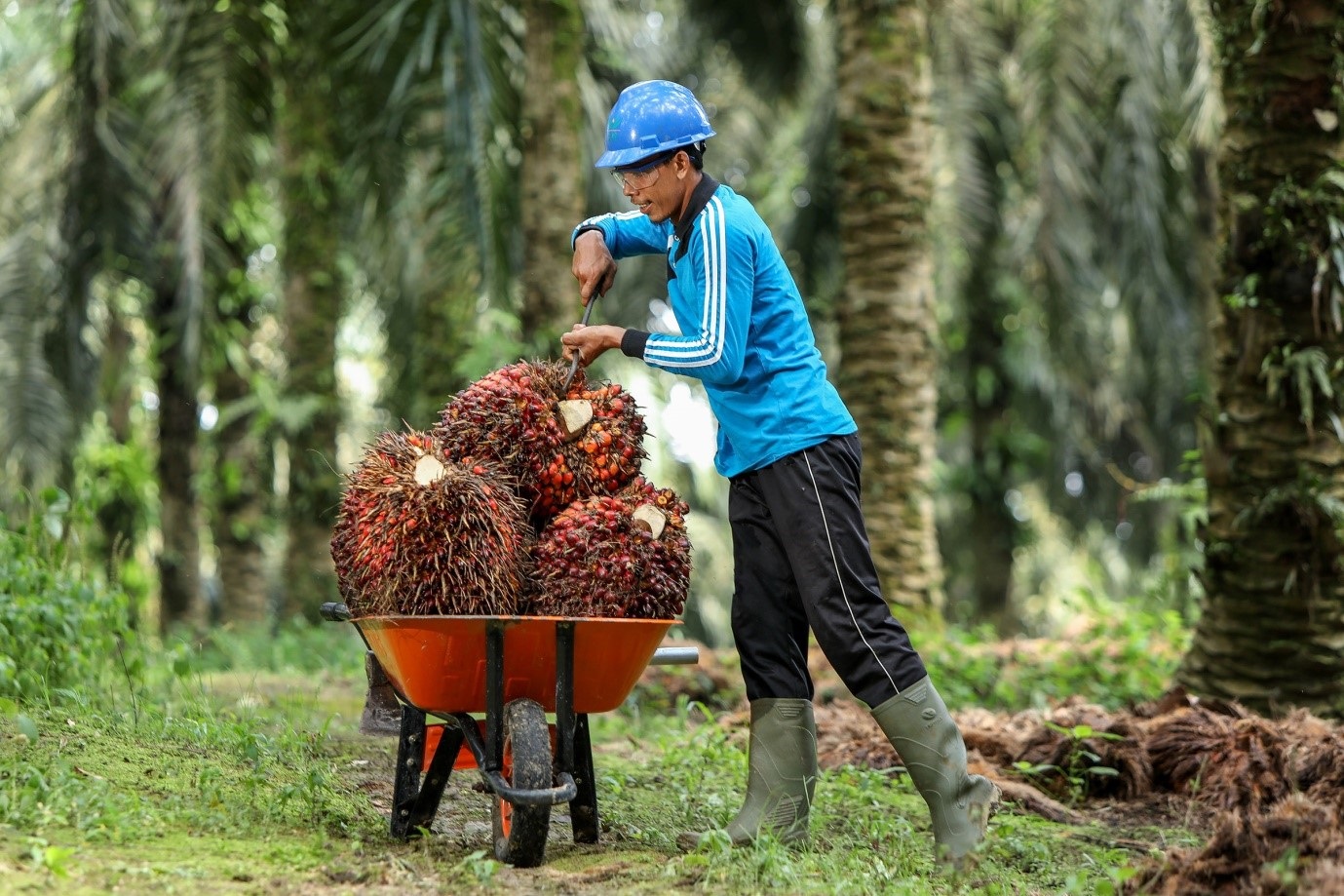 Belgia Larang Pemakaian Minyak Sawit dan Kedelai