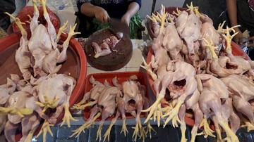 Harga Ayam di Bawah HPP Terlama Sepanjang Sejarah pada 2020