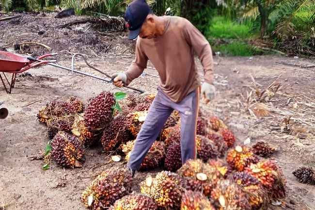 Kebun Sawit Pola BMP Bisa Hasilkan Rp31 Juta Pertahun