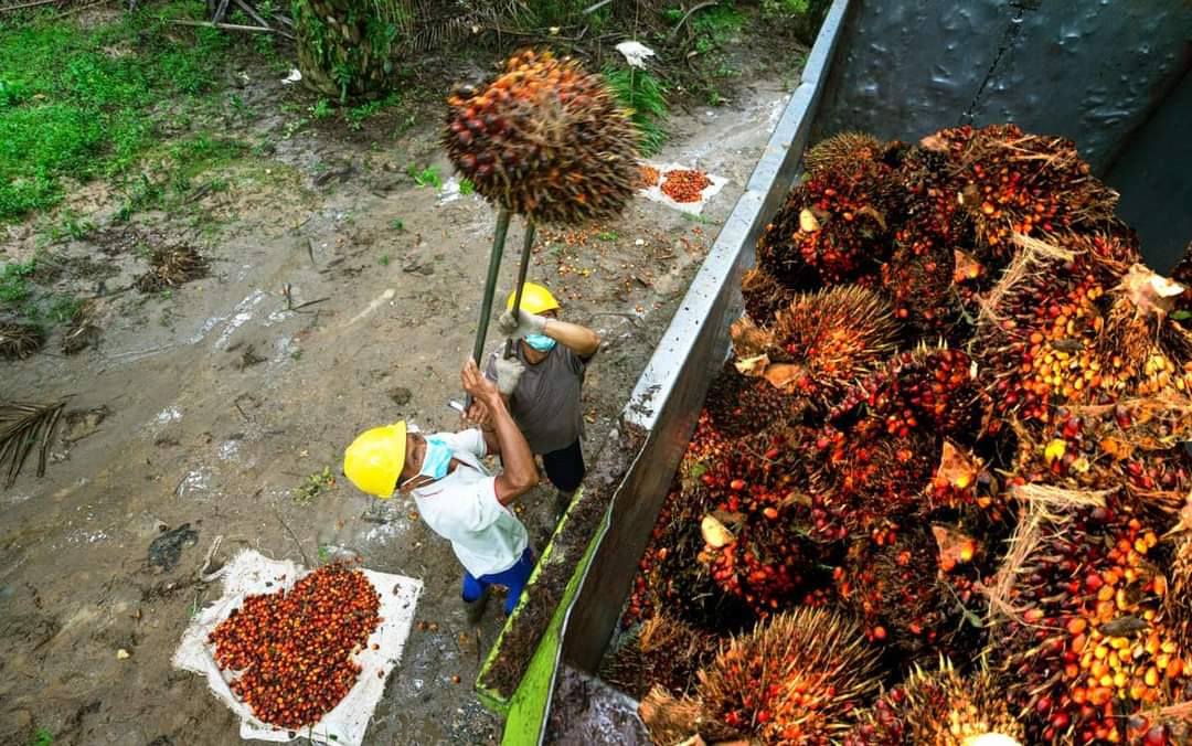 Di Mukomuko, Mayoritas Pabrik Sawit Beli TBS Harga Segini