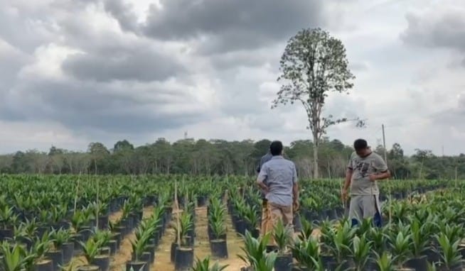 Dukung Program Replanting, PUSKUD Jambi Sediakan Bibit Sawit Berkualitas