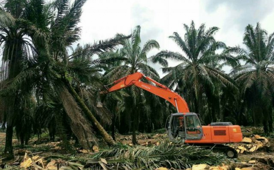 Program Peremajaan Sawit di Jambi Belum Capai Target