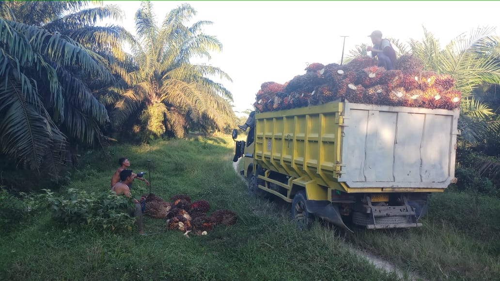 Habis Lebaran Harga Sawit di Riau Naik, Kini Tembus Rp2.646,15 per Kilogram