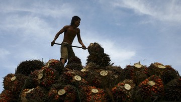 Pekan Ini Harga TBS Sawit di Sumut Naik Tipis