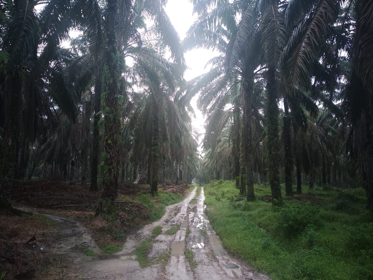 Petani Korban Bibit Palsu Diajak Ikut Replanting