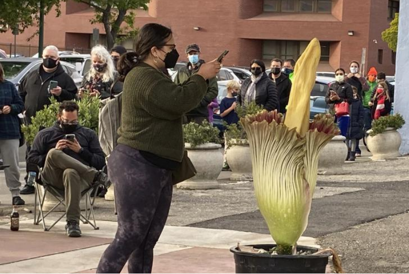 Bunga Bangkai Tumbuh di California, Bikin Ribuan Bule Penasaran