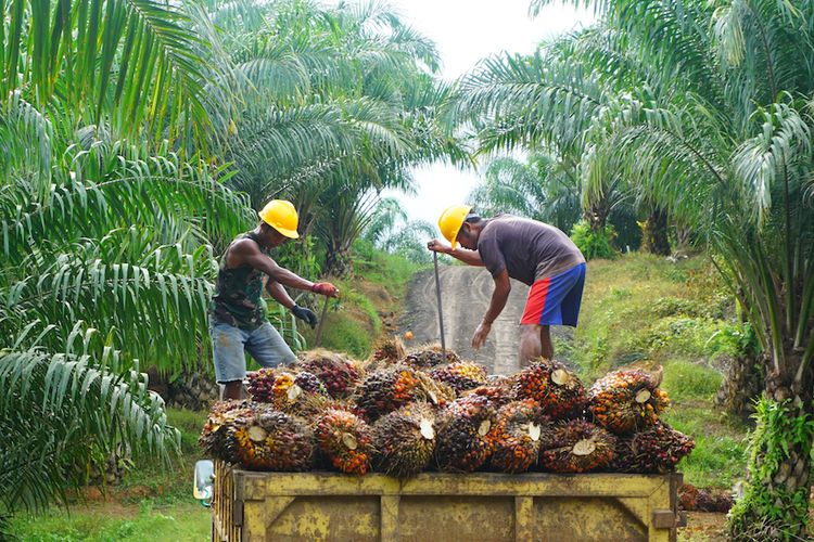 Harga Sawit stabil di atas Rp 2.000, Petani Sumringah