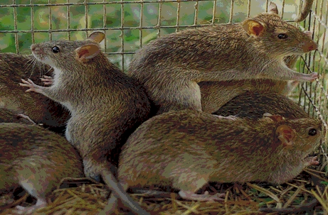 Kawasan Sepanjang Seribu Kilometer Diserbu Jutaan Tikus