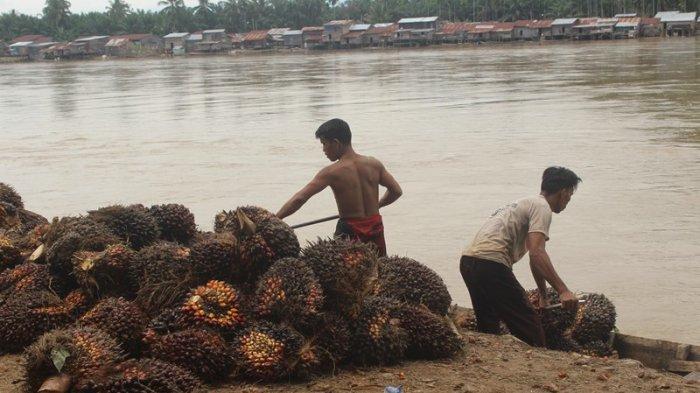 Sawit Jadi Penopang Ekonomi di Tengah Pandemi