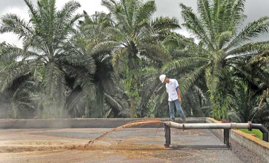 Perusahaan Inggris Incar Limbah Cair Kelapa Sawit Indonesia