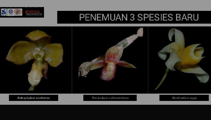 Baru Ditemukan, Ini 3 Spesies Anggrek yang Selama ini Tersembunyi di Pedalaman