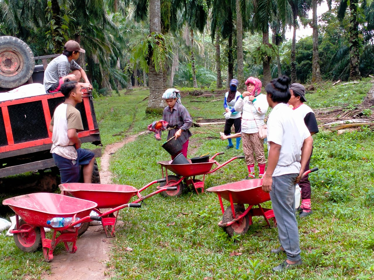 Harga TBS Turun Tipis, Petani Sawit Masih Optimis