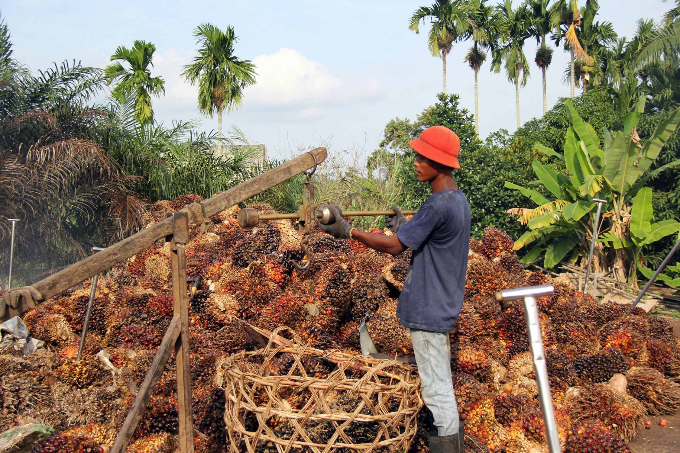 Peran BPDPKS Dinilai Minim, Petani Sawit Ngadu ke DPD RI