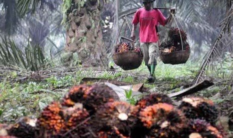 Kampanye Negatif Sawit Jadi Materi Ujian Siswa SD di Riau