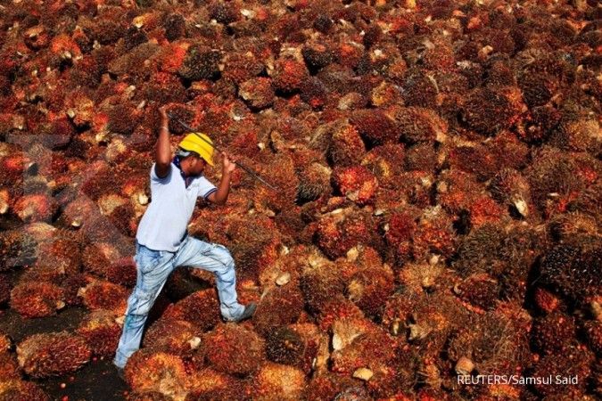 Duh, Harga TBS di Sumut Pekan Ini Turun Lagi