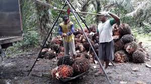 Agar Nikmati Harga Tinggi, Petani Sawit Harus Jual ke Pabrik